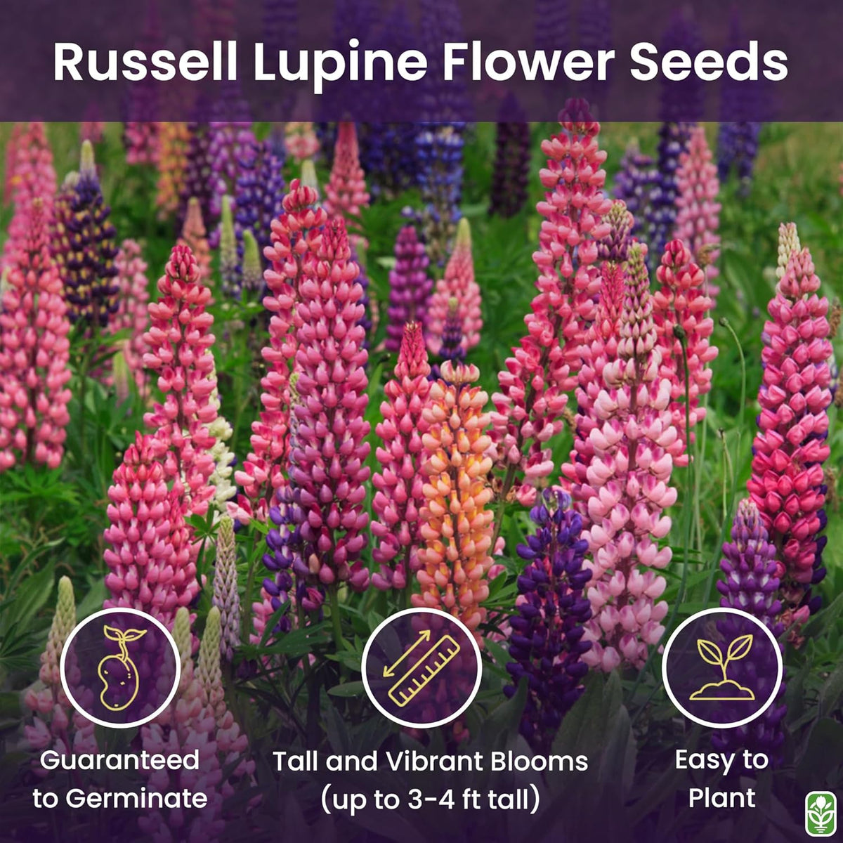 Russell Lupine Seeds Perennial - Grows 40" Tall - Perennial Wildflowers for Winter & Fall Planting