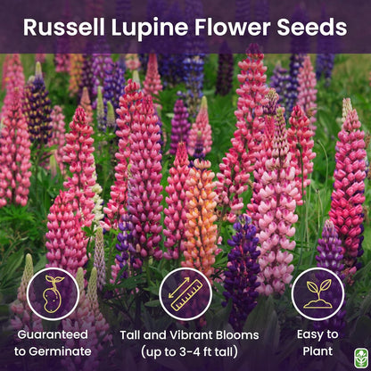 Russell Lupine Seeds Perennial - Grows 40" Tall - Perennial Wildflowers for Winter & Fall Planting