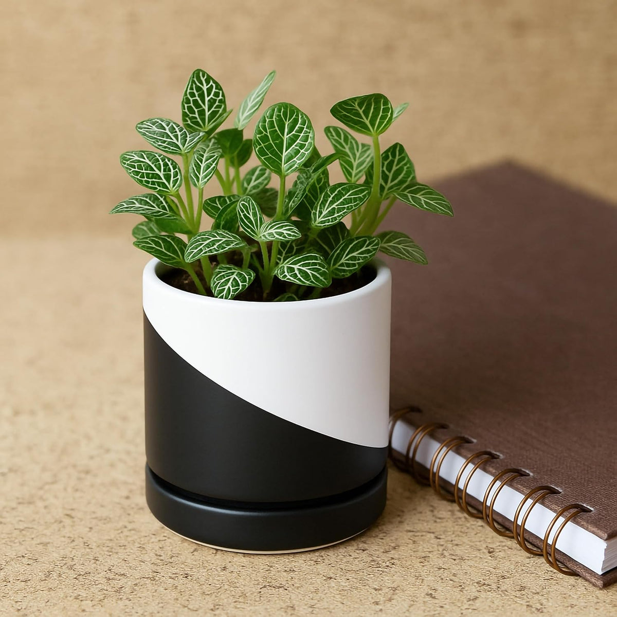 D'vine Dev 3.5 Inch Ceramic Planter Pot with Drainage Hole and Saucer, Indoor Cylinder Round