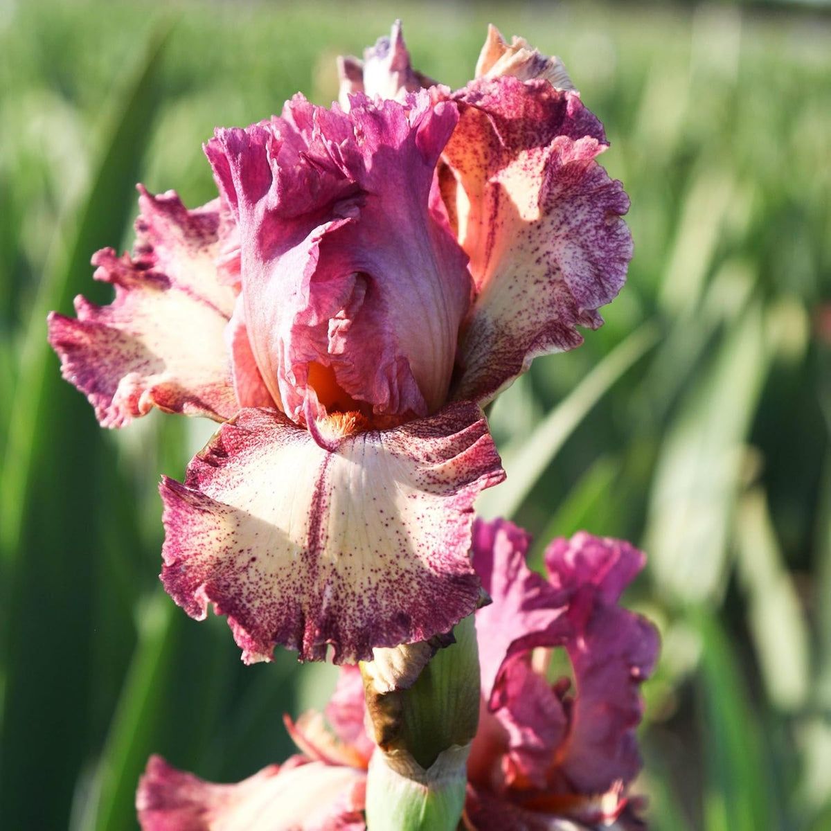 Easy to Grow Bearded Iris Rockstar - 3 Plant Bulbs Rhizomes, Maroon Purple & White Flowers in