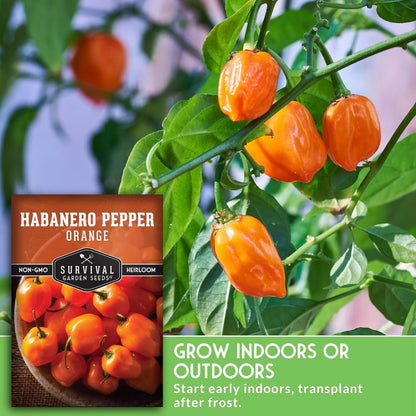 Orange Habanero Pepper Seeds for Planting | Extremely Hot Fruity Chili for Planting | Heirloom