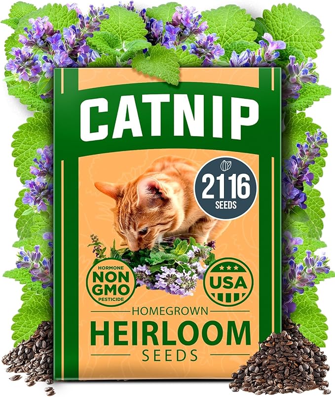 HOME GROWN 𝗨𝗦𝗔 𝗣𝗥𝗘𝗠𝗜𝗨𝗠 Catnip Seeds (Bulk Pack) 𝗡𝗢𝗡-𝗚𝗠𝗢 Heirloom Herb 2,116 Seeds