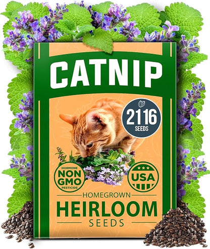 HOME GROWN 𝗨𝗦𝗔 𝗣𝗥𝗘𝗠𝗜𝗨𝗠 Catnip Seeds (Bulk Pack) 𝗡𝗢𝗡-𝗚𝗠𝗢 Heirloom Herb 2,116 Seeds