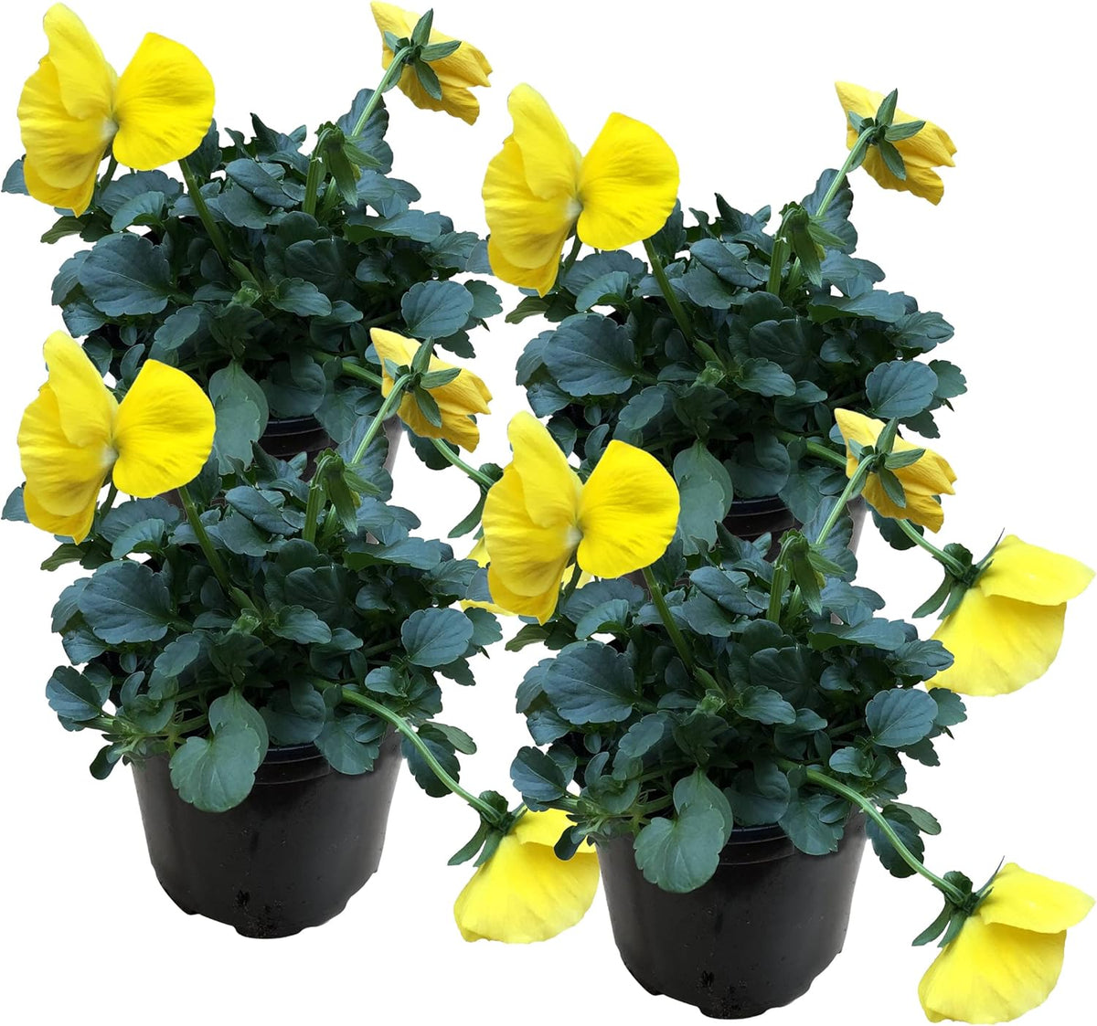 Live Healthy Flowering Pansies - Yellow (4 Plants Per Pack), Beautiful Winter Color, 6" Tall by 4"