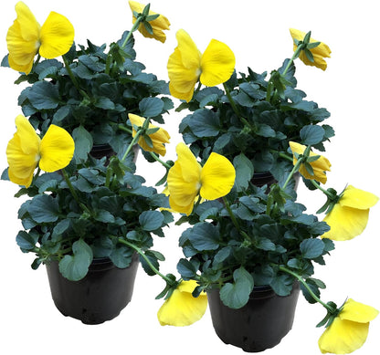 Live Healthy Flowering Pansies - Yellow (4 Plants Per Pack), Beautiful Winter Color, 6" Tall by 4"