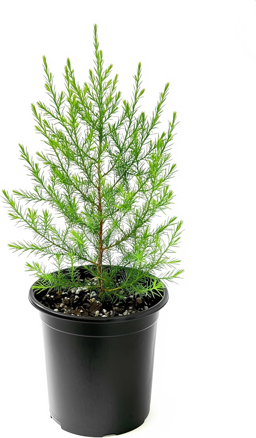 Southern Red Cedar | 2 Live Gallon Size Pots | Juniperus Virginiana Silicicola | Evergreen Privacy