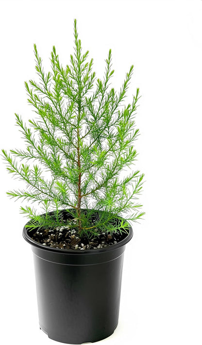 Southern Red Cedar | 2 Live Gallon Size Pots | Juniperus Virginiana Silicicola | Evergreen Privacy