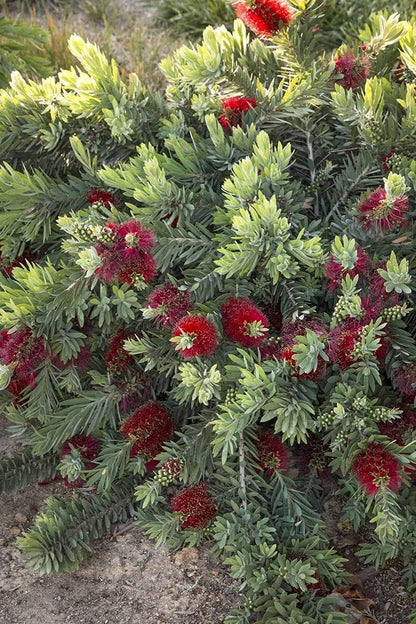 Little John Dwarf Bottlebrush | 20 Live Plants | Callistemon | Compact Blooming Shrub | Attracts