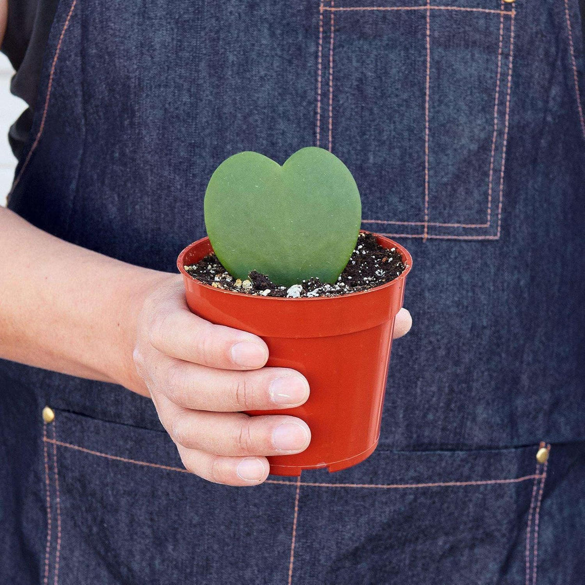 Hoya Sweetheart Live Plant for Indoor | Different Houseplants in 3'' Pot | Real House Plant for