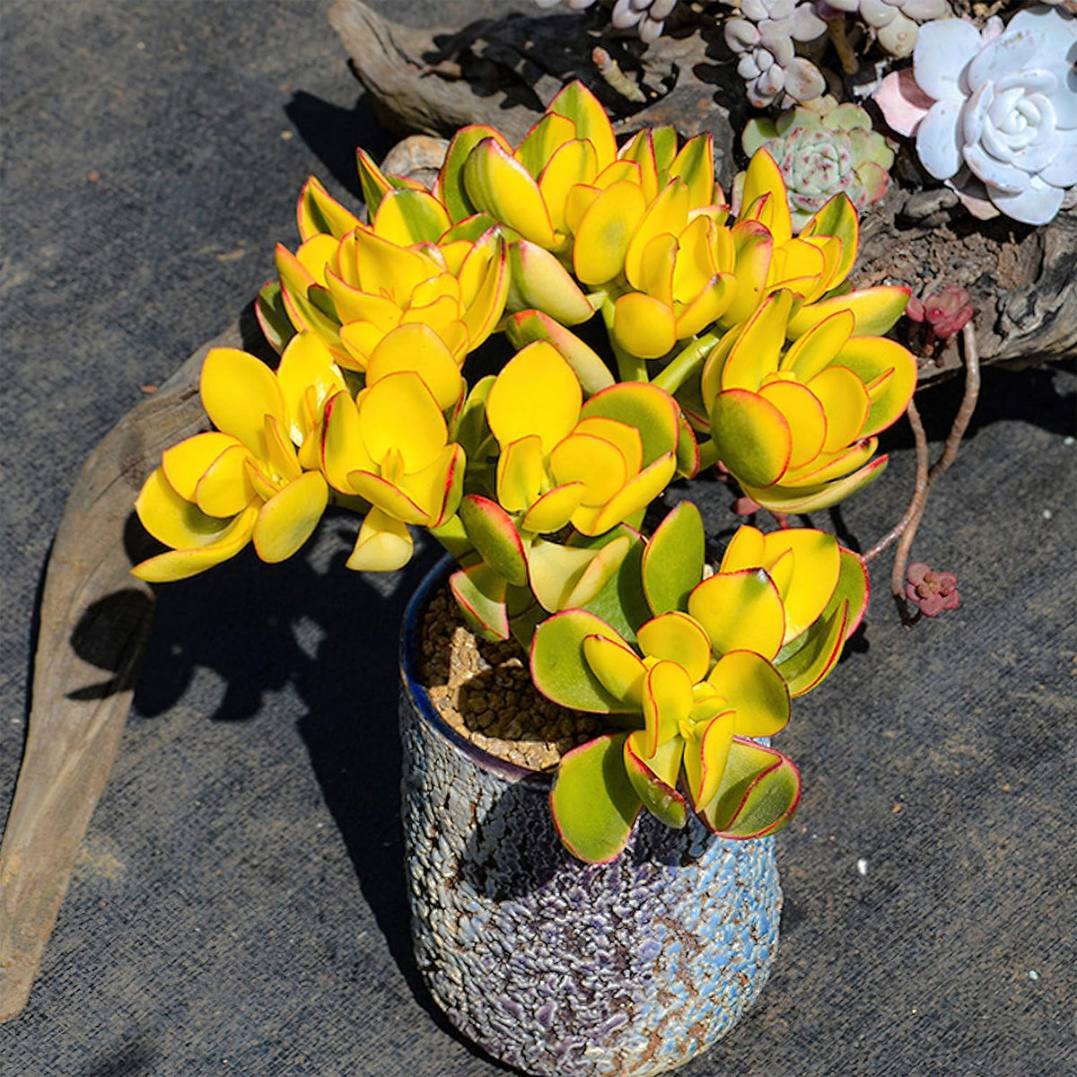 Sprout N Green Golden Jade - Crassula Ovata 'Hummel Sunset', Rare Cute Succulent Plant Fully Rooted