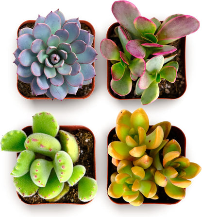 Shop Succulents Endless Summer Succulent Pack Collection - Live Mini Succulent Plants, Low