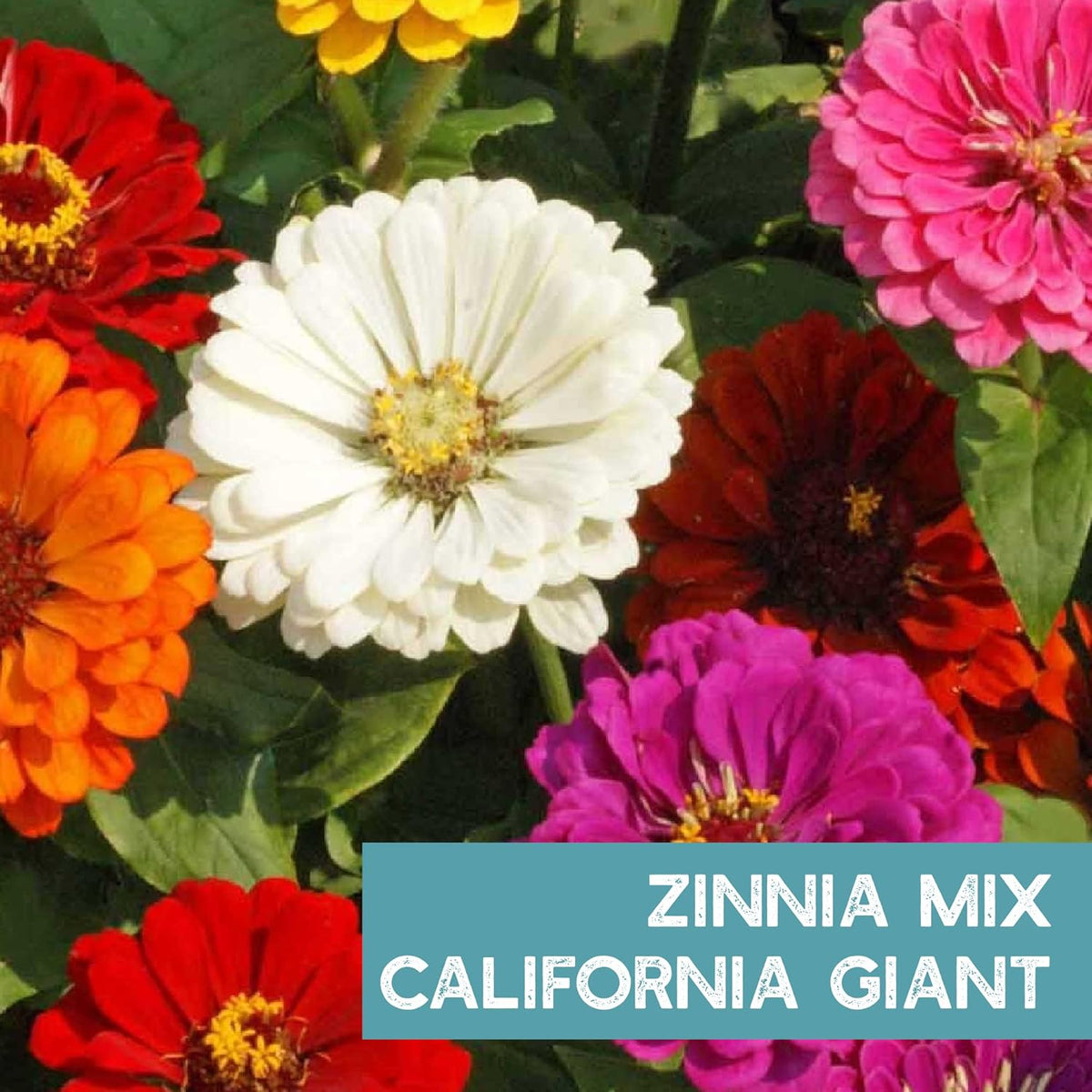 Zinnia Flower ~ 3000 Seeds California Giant Mix & Lilliput Semi-Dwarf Mix – Heirloom, Non-GMO
