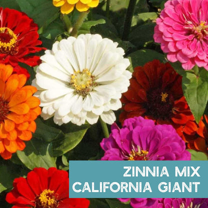 Zinnia Flower ~ 3000 Seeds California Giant Mix & Lilliput Semi-Dwarf Mix – Heirloom, Non-GMO