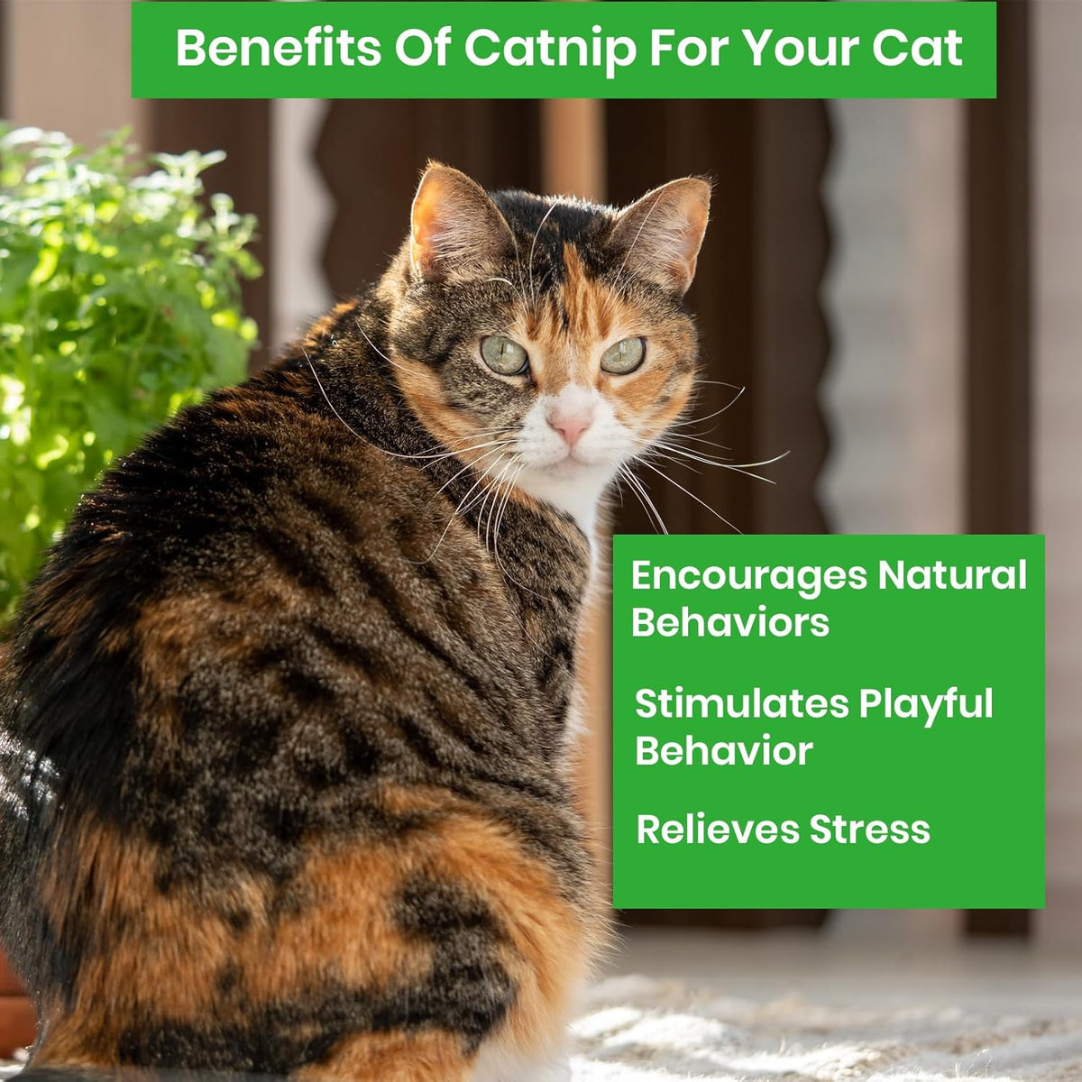 NatureZ Edge Catnip Seeds for Planting, 2200+ Herb Seeds, Indoor or Outdoor Growing, Cat Nip Seeds