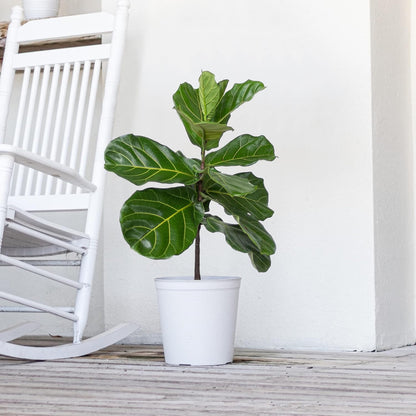United Nursery Fiddle Leaf Fig – Ficus Lyrata Standard Tree in 10” Grower Pot – 24–34 Inches Tall
