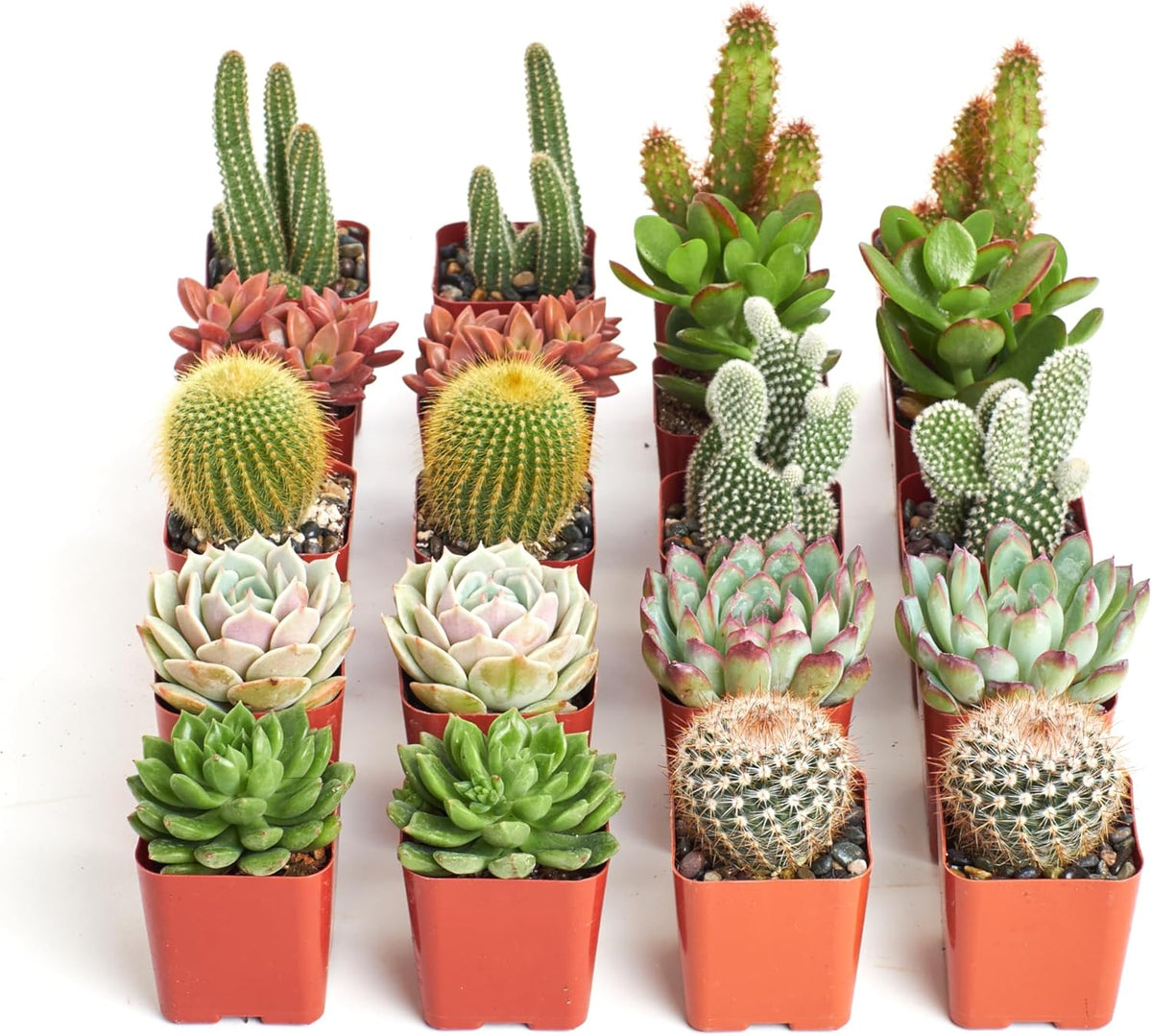 Shop Succulents Premium Live Mini Cactus and Succulent Plants in 2" Pots, Easy Care Indoor or