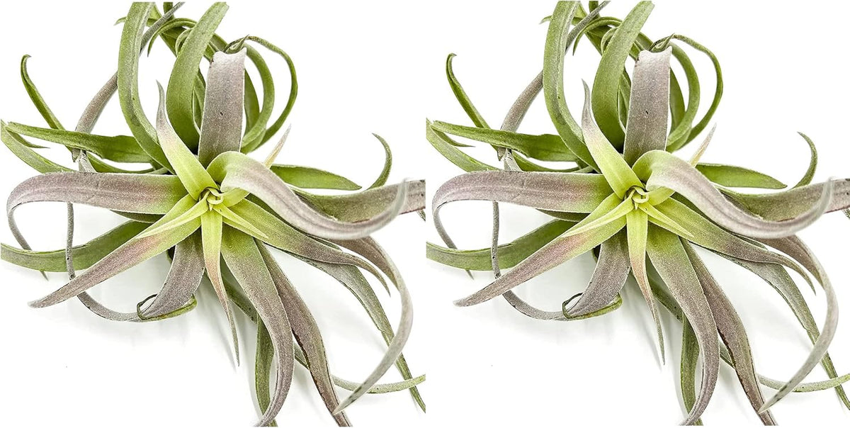 ragnaroc Air Plants - Tillandsia Cacticola, Jumbo 6-9" - 2ct - Live Arrival Guaranteed - House