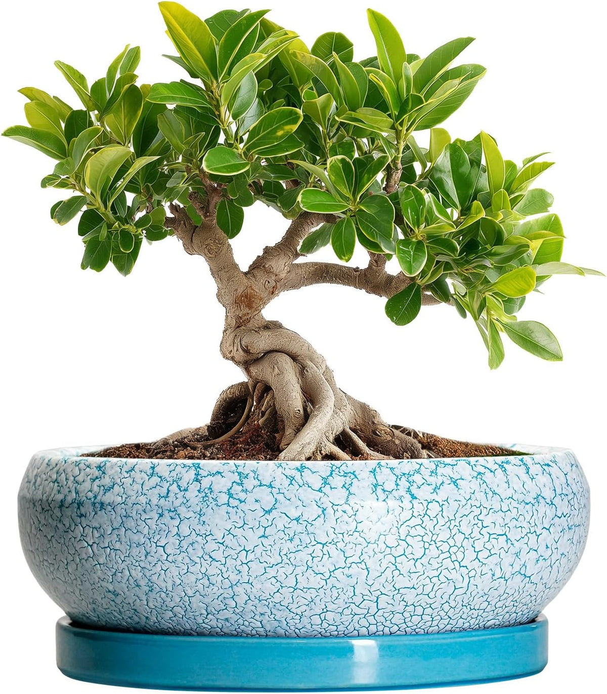 Bonsai Pots Small - 6 Inch Succulent Pots with Drainage Hole and Saucer, Succulent Planters for