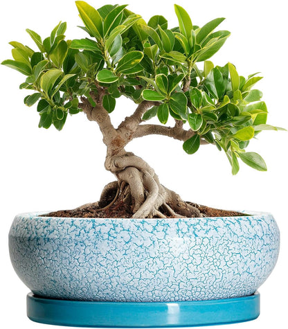 Bonsai Pots Small - 6 Inch Succulent Pots with Drainage Hole and Saucer, Succulent Planters for
