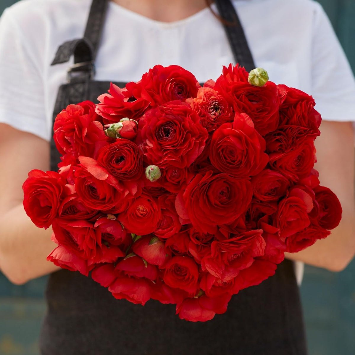 Ranunculus Bulbs - Red - 100 Bulbs - Red Flower Bulbs, Corm Attracts Bees, Attracts Pollinators