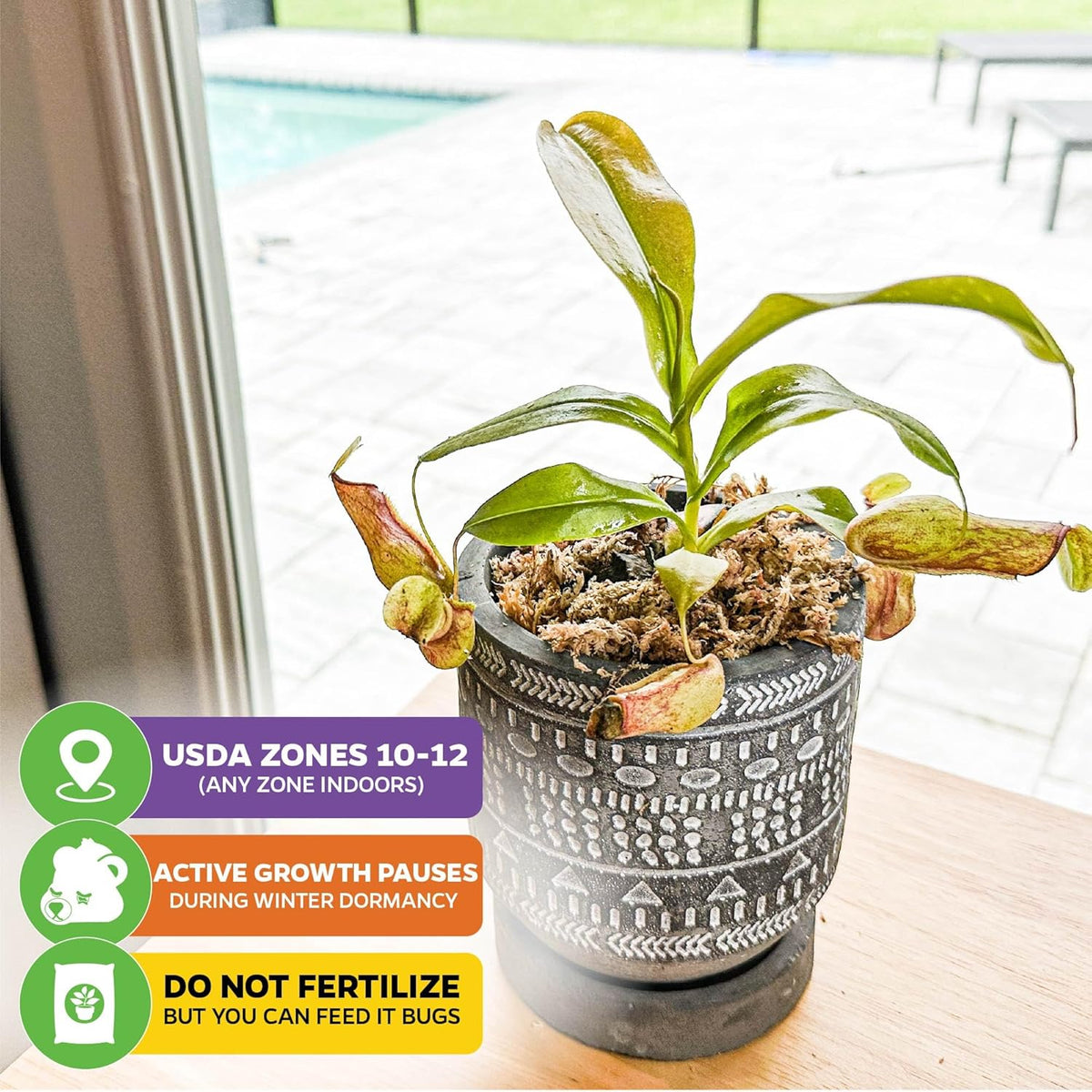 St. Gaya Pitcher Plant - Carnivorous Nepenthes by Wellspring Gardens - Unique Pitchers, Easy-Care