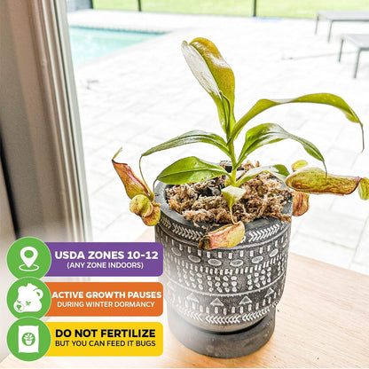 St. Gaya Pitcher Plant - Carnivorous Nepenthes by Wellspring Gardens - Unique Pitchers, Easy-Care