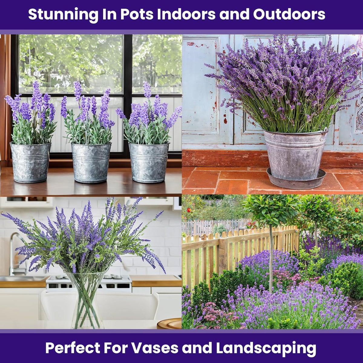 NatureZ Edge 7500 English Lavender Seeds for Planting Outdoors or Indoors, 90% Germination, to Give