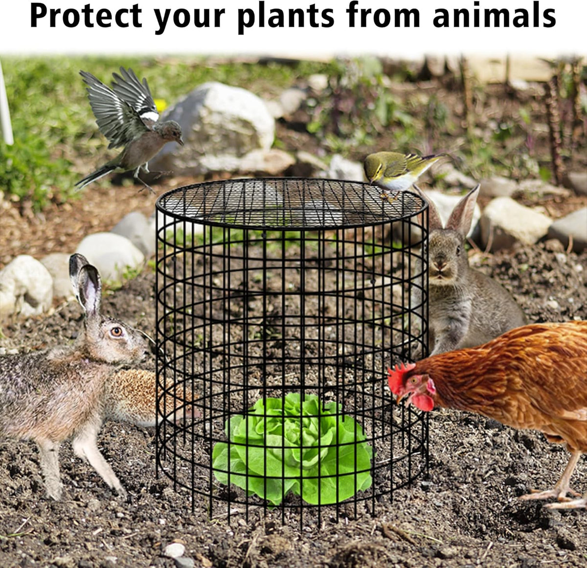 Hi Sasara 5 Sets Wire Plant Protectors Cage with Staples,11.8" Dia x 11.8" H,Plant Protector with
