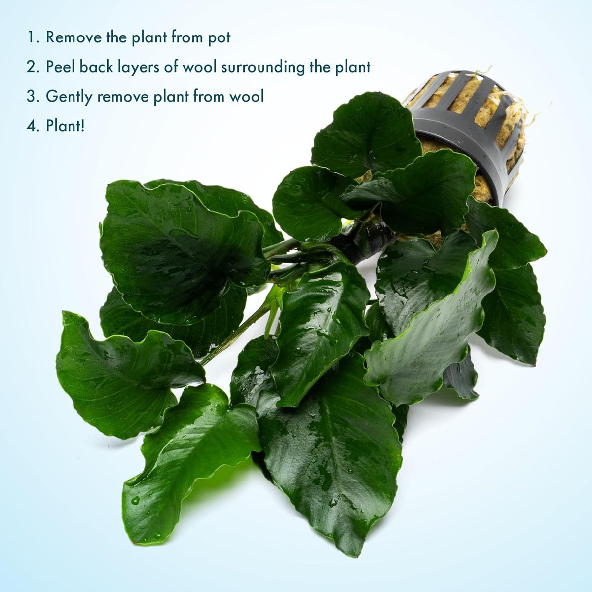 SubstrateSource Live Jungle Plants - Anubias Emerald Bloom (Anubias barteri) - Compact Epiphytic