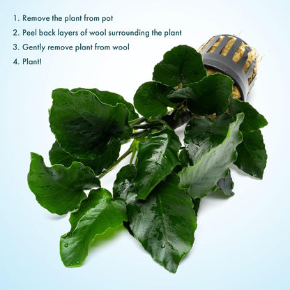 SubstrateSource Live Jungle Plants - Anubias Emerald Bloom (Anubias barteri) - Compact Epiphytic