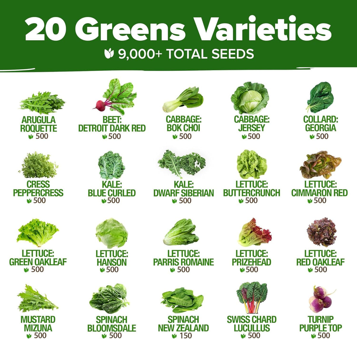 HOME GROWN 21,600+ Lettuce Seeds for Planting - 20 Heirloom Varieties, Non-GMO USA - Romaine
