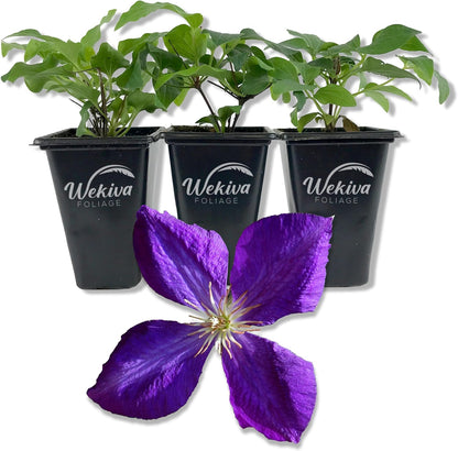 Clematis Jackmanii - 3 Live Starter Plants in 2 Inch Growers Pots - Starter Plants Ready for The