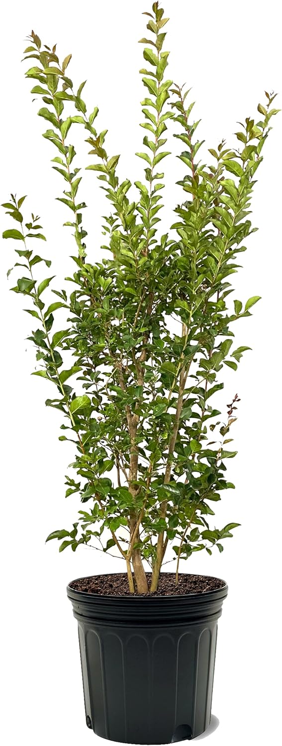American Plant Exchange Tuscarora Crape Myrtle Tree Live, 7-Gallon Pot, 2-3ft Tall, Dark Pink
