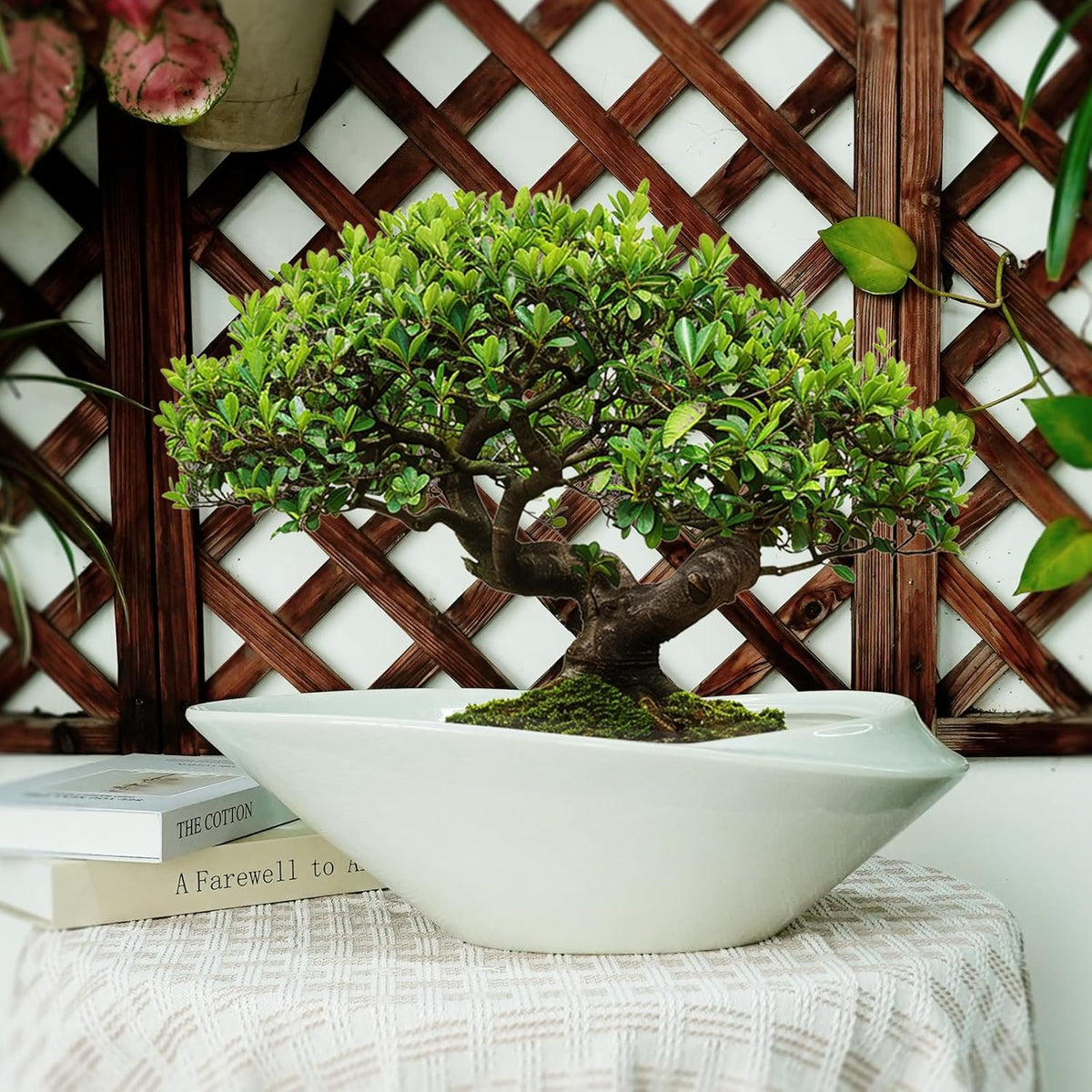 18 Inch Ceramic Bonsai Planter Pot with Drainage Hole, Glazed Large Plant Pot Succulent Planter for