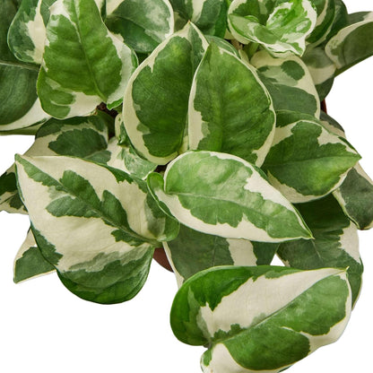Pothos 'N'joy' Live Plant for Indoor | Different Houseplants in 4'' & 6'' Pot | Real House Plant