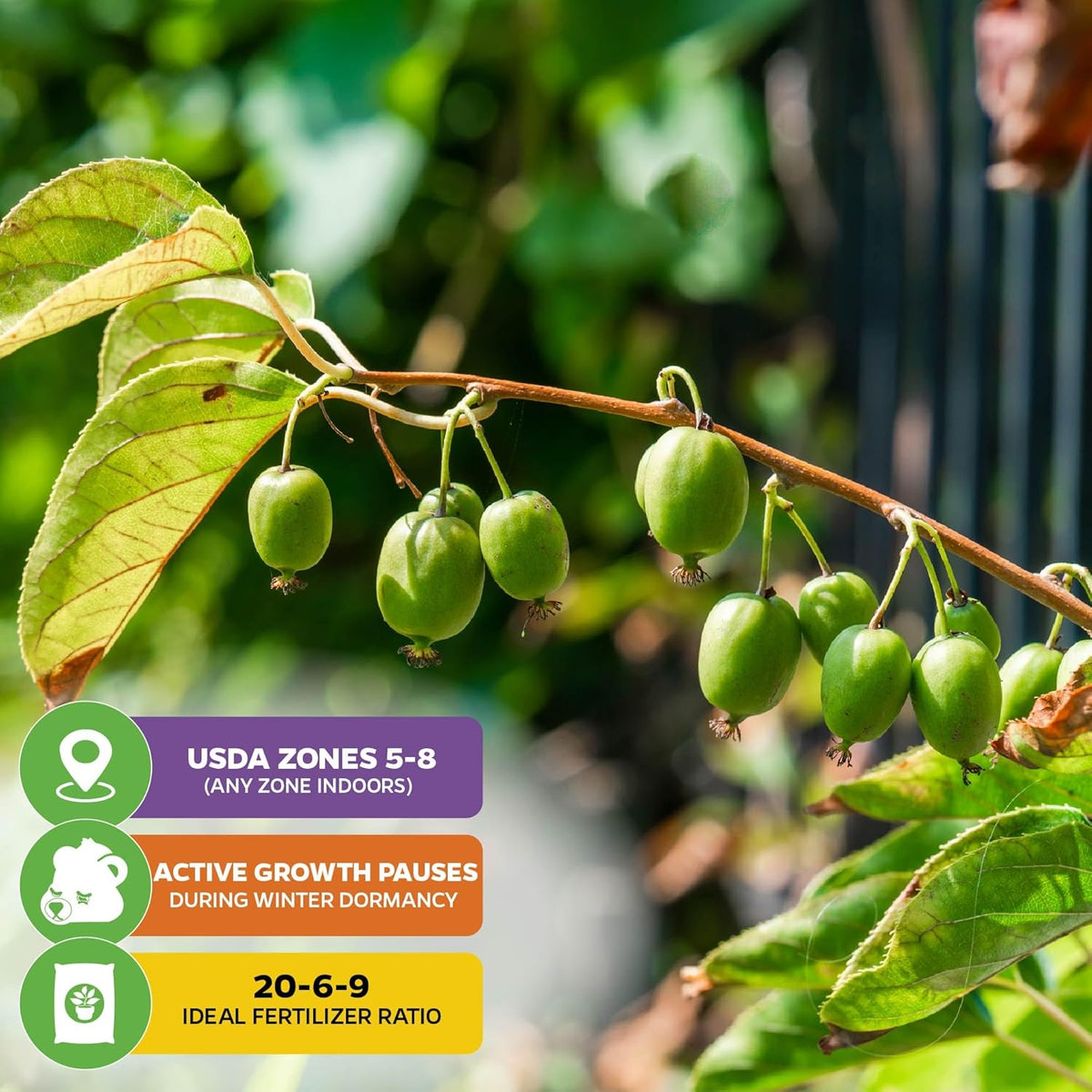 Issai Kiwi Vine Live Plant - Actinidia arguta by Wellspring Garden - Hardy Kiwi Fruit Trees Live