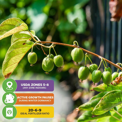 Issai Kiwi Vine Live Plant - Actinidia arguta by Wellspring Garden - Hardy Kiwi Fruit Trees Live