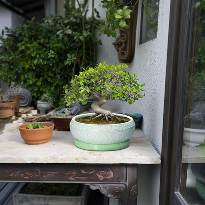 Bonsai Pots Ceramic - 8 Inch Succulent Pots Indoor Outdoor, Shallow Planters with Drainage Hole and