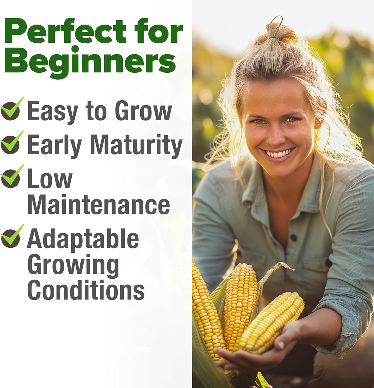 HOME GROWN Golden Bantam Corn 2 Pack – 200 𝗡𝗢𝗡-𝗚𝗠𝗢 𝗨𝗦𝗔 Heirloom Vegetable Seeds – Grow