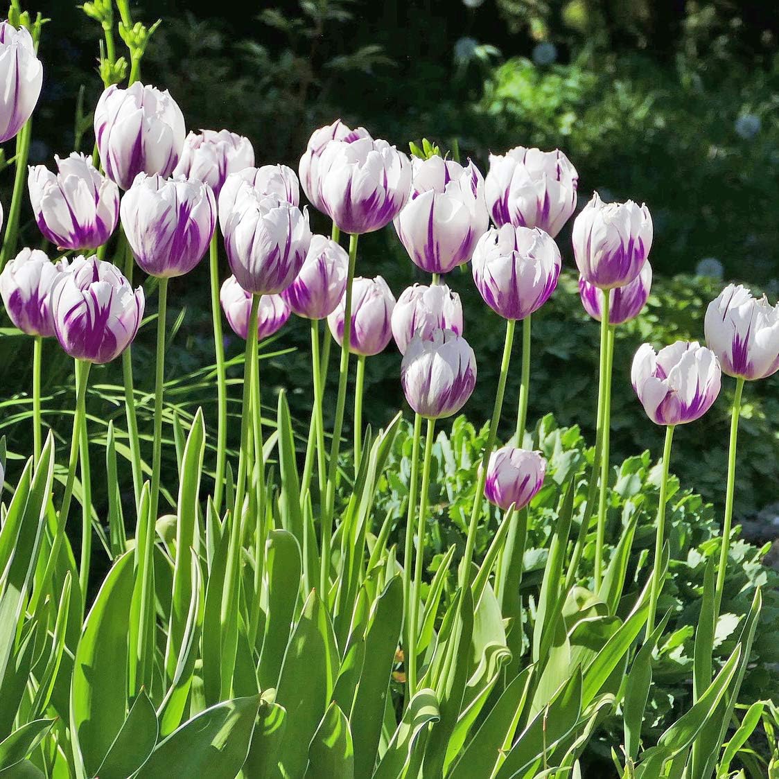 Blueberry Swirl Tulip Flowers - 20 Bulbs | Vibrant Purple & White Perennial Blooms | Dramatic