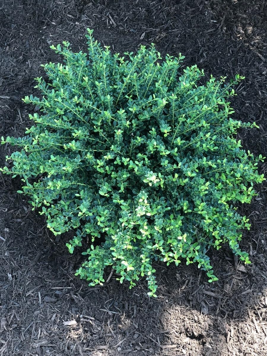 Helleri Holly Shrub | 10 Live Plants I Ilex Cornutal | Compact Evergreen Ideal for Low Borders