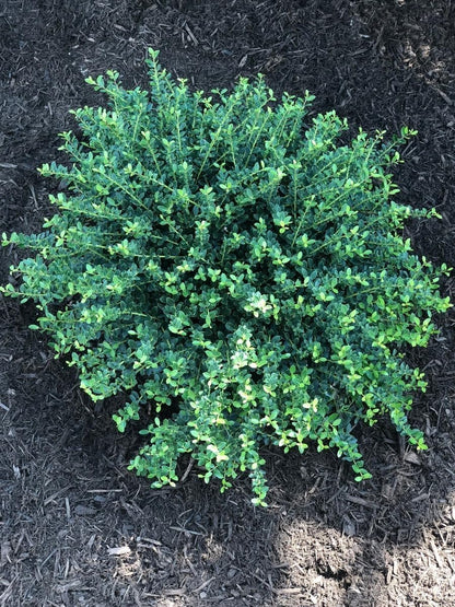 Helleri Holly Shrub | 10 Live Plants I Ilex Cornutal | Compact Evergreen Ideal for Low Borders