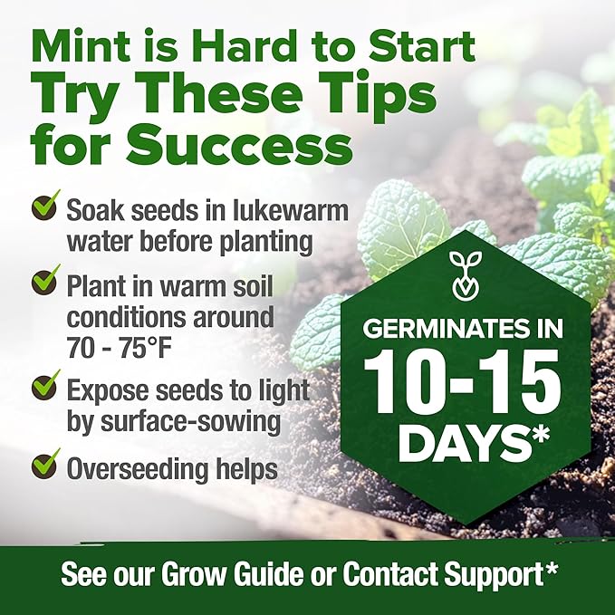 HOME GROWN 𝗨𝗦𝗔 𝗣𝗥𝗘𝗠𝗜𝗨𝗠 Common Mint Seeds (Bulk Pack) 1,800 𝗡𝗢𝗡-𝗚𝗠𝗢 Heirloom Herb