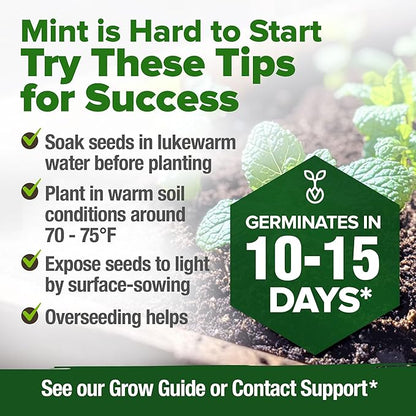 HOME GROWN 𝗨𝗦𝗔 𝗣𝗥𝗘𝗠𝗜𝗨𝗠 Common Mint Seeds (Bulk Pack) 1,800 𝗡𝗢𝗡-𝗚𝗠𝗢 Heirloom Herb