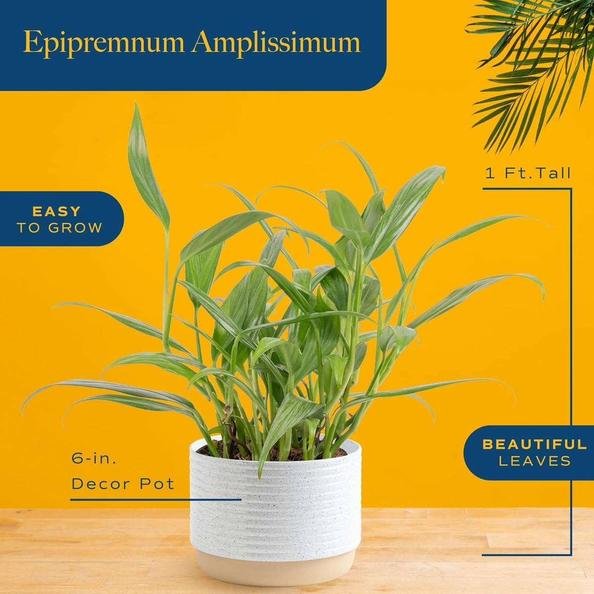 Costa Farms Live Pothos Plant, Indoor Plant Houseplant, Epipremnum Asplisimum, Rare Unique Indoor