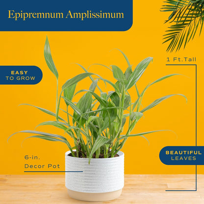 Costa Farms Live Pothos Plant, Indoor Plant Houseplant, Epipremnum Asplisimum, Rare Unique Indoor