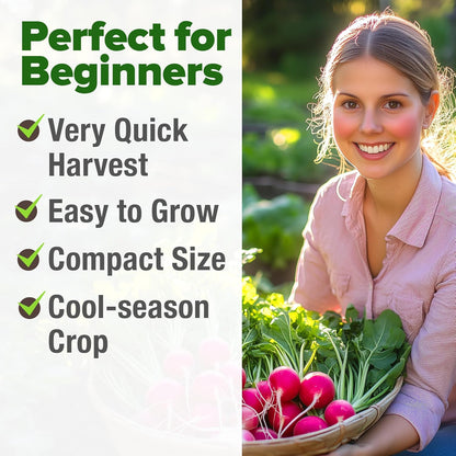 HOME GROWN 𝗨𝗦𝗔 𝗣𝗥𝗘𝗠𝗜𝗨𝗠 Cherry Belle Radish Seeds 800+ 𝗡𝗢𝗡-𝗚𝗠𝗢 Heirloom Vegetable