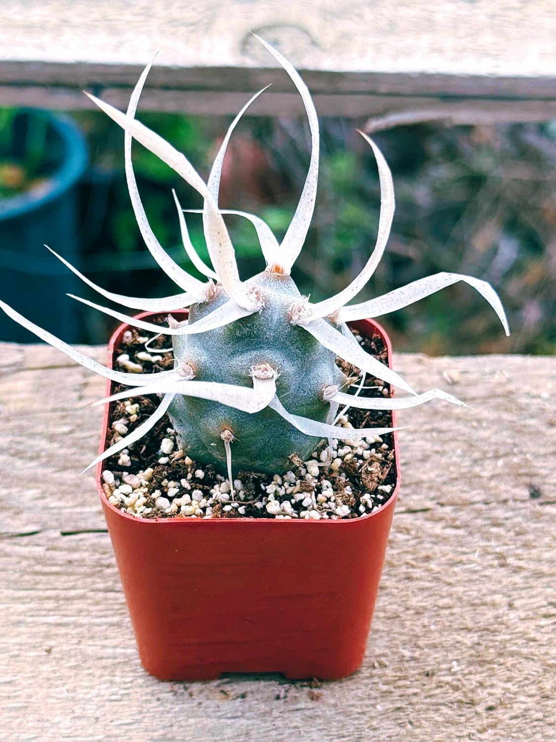 Succulents Plants Live 2inch Live Mini Succulent Plants, Easy Care House Plants Rooted in Succulent