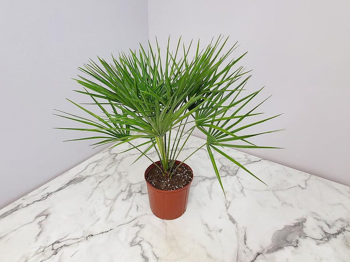 European Fan Palm - Tropical Plants of Florida - Live Palm Tree Plant - Overall Height 30" to 36"