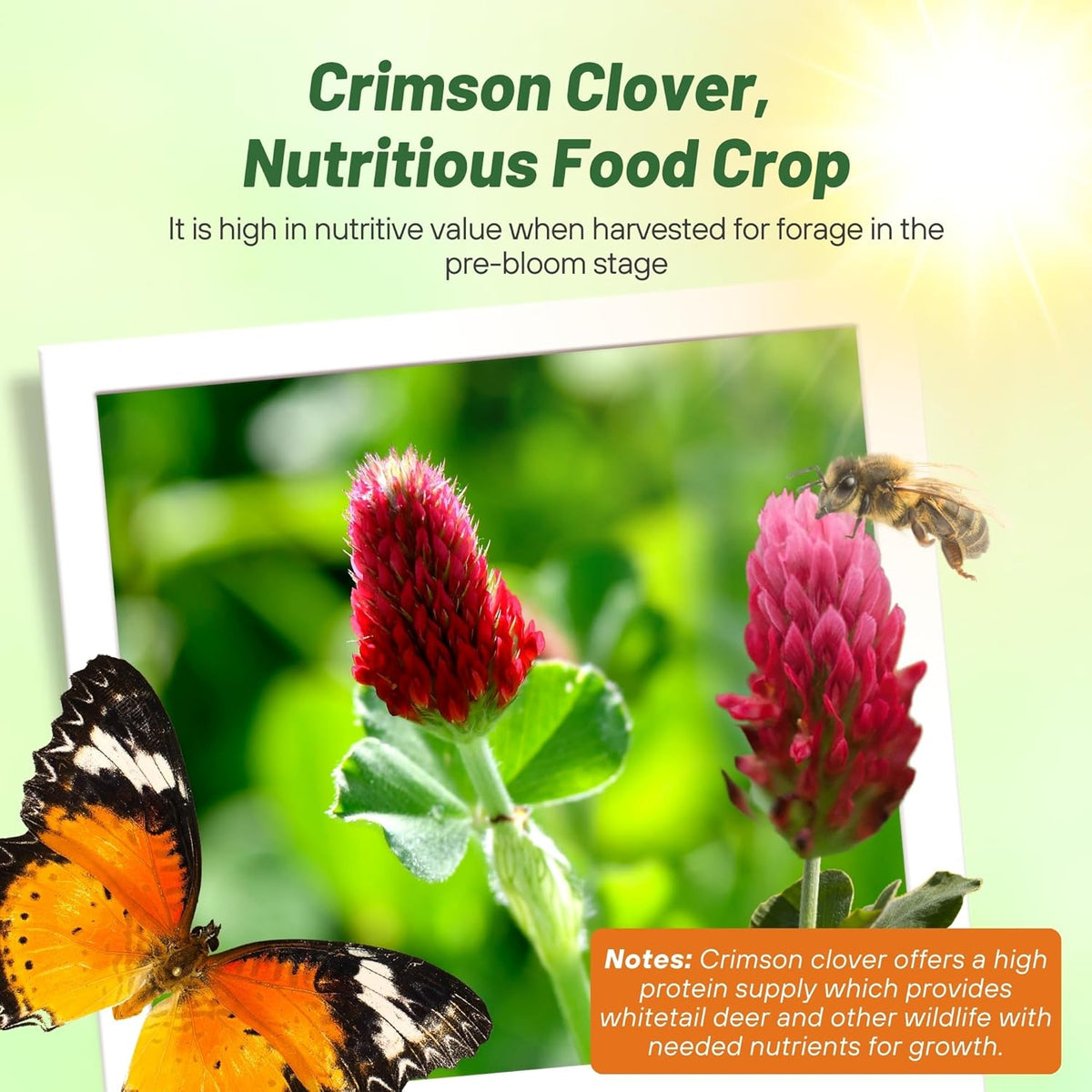 Outsidepride Crimson Clover Seeds - 1/4 lbs. Annual, Nitrocoated, & Inoculated Ground Cover Seeds